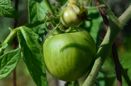 A green tomato on the vineの写真素材