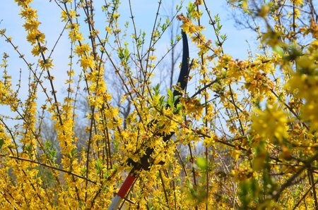 Tree  saw in forsythia bushの写真素材