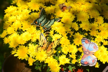 Butterflys on some flowersの写真素材