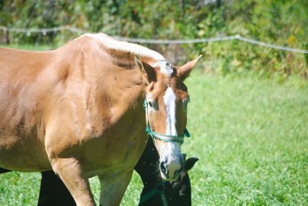 Work horseの写真素材