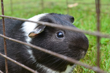 guinea pigの写真素材
