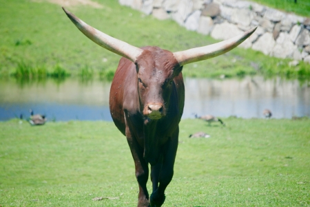 Ankole-Watusiの写真素材