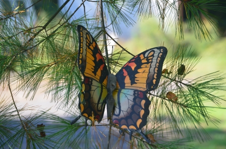 Butterfly in pinesの写真素材