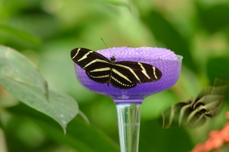 Butterfly on a feederの写真素材