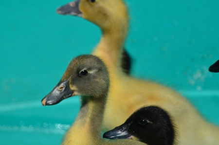 Baby ducksの写真素材