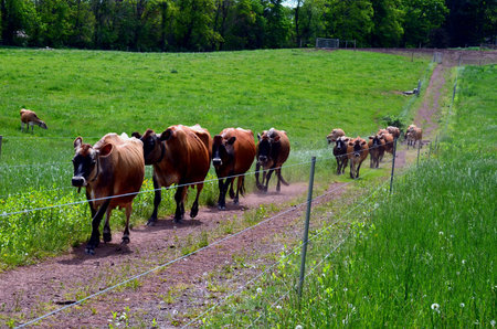 Jersey cows in a pastureの写真素材