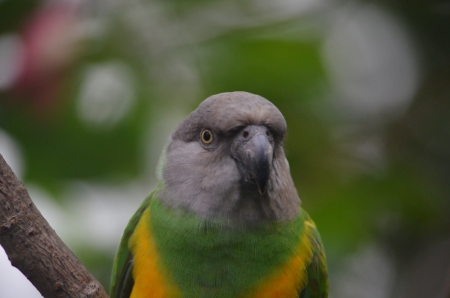 A green parrotの写真素材