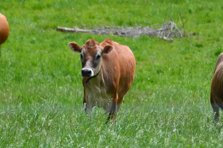 Jersey cows in a pastureの写真素材