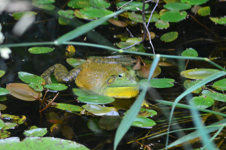 Green frog in lily pads