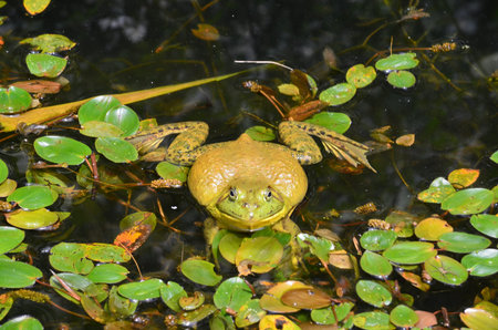 A green frog in a pond with lily pads