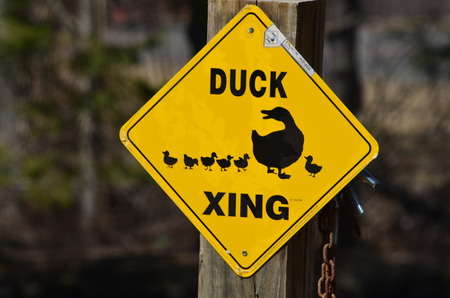 Duck crossing signの写真素材