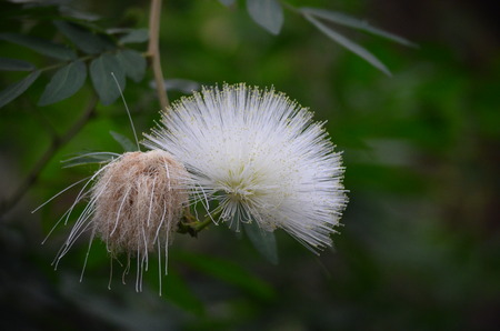 Cairns bloomの写真素材