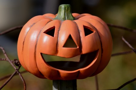 Pumpkinの写真素材