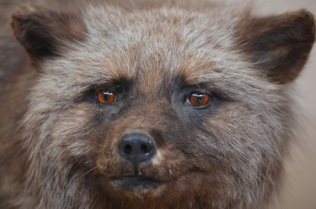 A closeup of a Silver Fox headの写真素材
