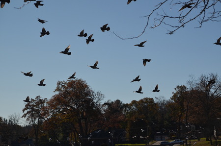 Some colorful birds in flightの写真素材
