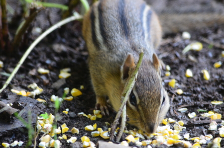 A Chipmunk eating cornの写真素材