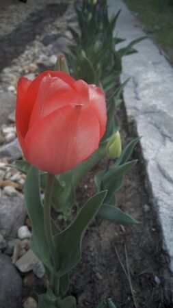 Blooming red tulipの写真素材