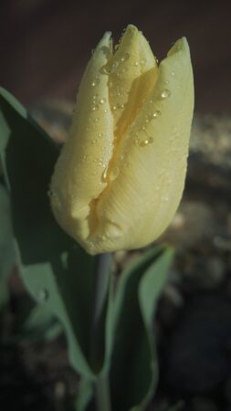 Yellow Tulipの写真素材