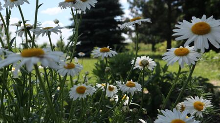 Camomiles in the meadowの写真素材