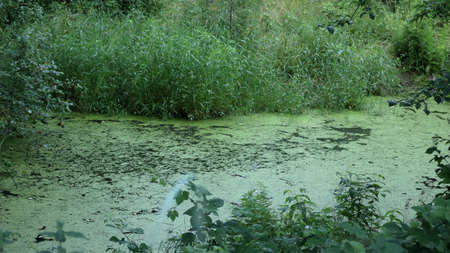 Warta and Widawki Landscape Park / Konopnicaの写真素材