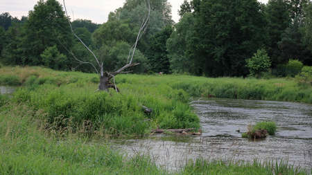 Warta and Widawki Landscape Park / Konopnicaの写真素材