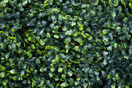 Green leaves pattern background, Natural background and wallpaper