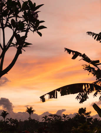 View from window looking out at dramatic orange, yellow and pink sunset sky and black silhouette of palm trees landscape in Bali, Indonesiaの写真素材
