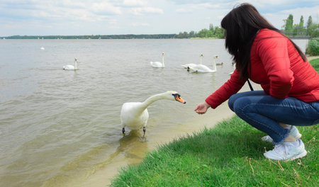 A girl feeds swans from her hands. Tame swans near the shore. Birds are not afraid of peopleの写真素材