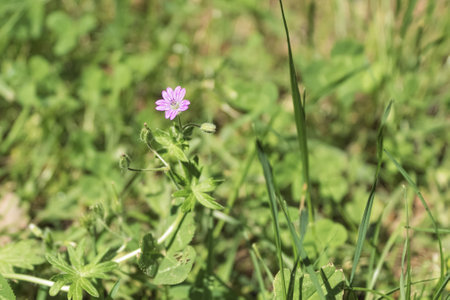 Fresh and young green grass in the spring meadow. Sun glare and rays. Backgroundの写真素材