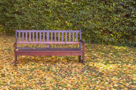 Fallen yellow leaves on the ground on an autumn day. Autumn leaves on the grass in sunlight. Autumn season, beautiful landscapeの写真素材