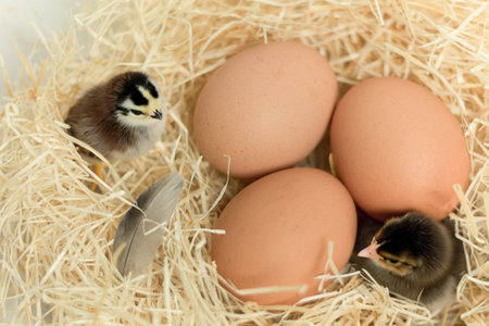 Little chicks in the nest. A nest with cute little chicks and eggs. Copy spaceの写真素材