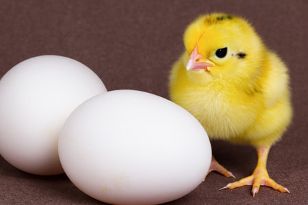 Little chicken and chicken eggs. View from the side. A small newborn yellow chick is standing near an egg. Copy space. Generative AIの写真素材