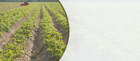 Farm field, field cultivation, seasonal feeding of plants. Rows of crops on the field.の写真素材