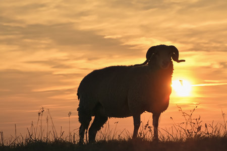Lamb on the field, sunset. A young, small lamb on a fresh spring green meadow at sunrise. Copy spaceの素材