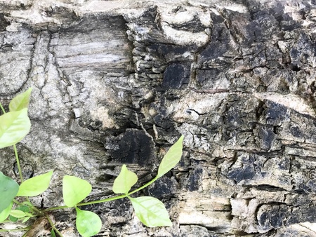 Old tree barkの素材