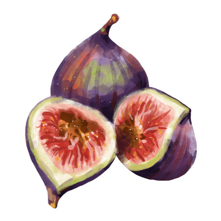 Fresh purple figs and two fig halves with juicy red flesh, watercolor illustration on a white background.の写真素材