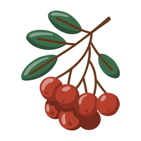 Autumn berries with green leaves branch. Seasonal botanical element. Cartoon vector isolated illustration on white backgroundのイラスト素材