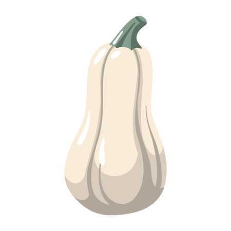 White long pumpkin. Autumn vegetables. Pear-shaped pumpkin. Seasonal fall object. Cartoon vector illustrationのイラスト素材