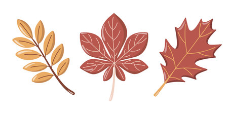 Autumn leaf set with rowan, chestnut and red oak. Fall time clipart. Vector isolated illustration on white background.のイラスト素材