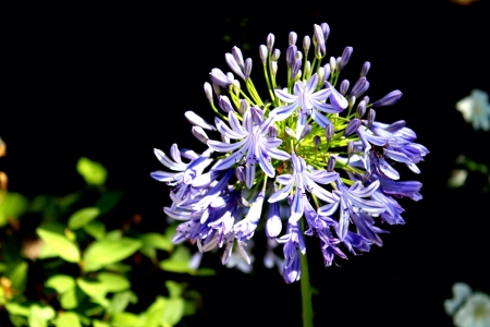 Special flower in the cornerの素材