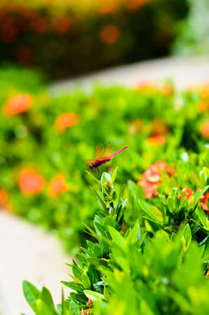 Red Dragonflyの写真素材