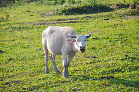 albino buffalo