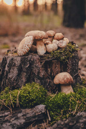 large porcini mushroom growing from mossの写真素材