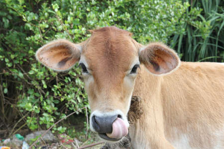 cow with tongueの写真素材