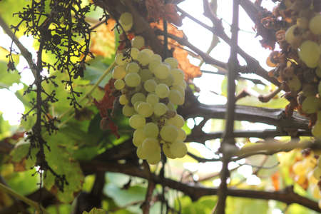 grapesの写真素材