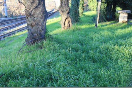 glimpse of lawn with railwayの写真素材