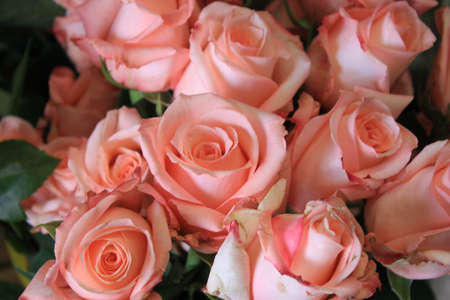 background with rosesの写真素材