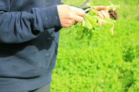 woman's hands with chicory herbの写真素材