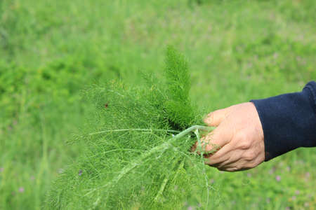 woman's hand with fennel grassの写真素材