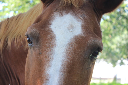 horse snoutの写真素材